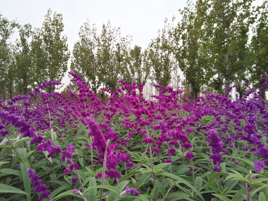 花的世界~与我的手作时光