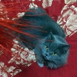 刘小喵catly