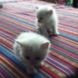 MyMeowLovesLOMO