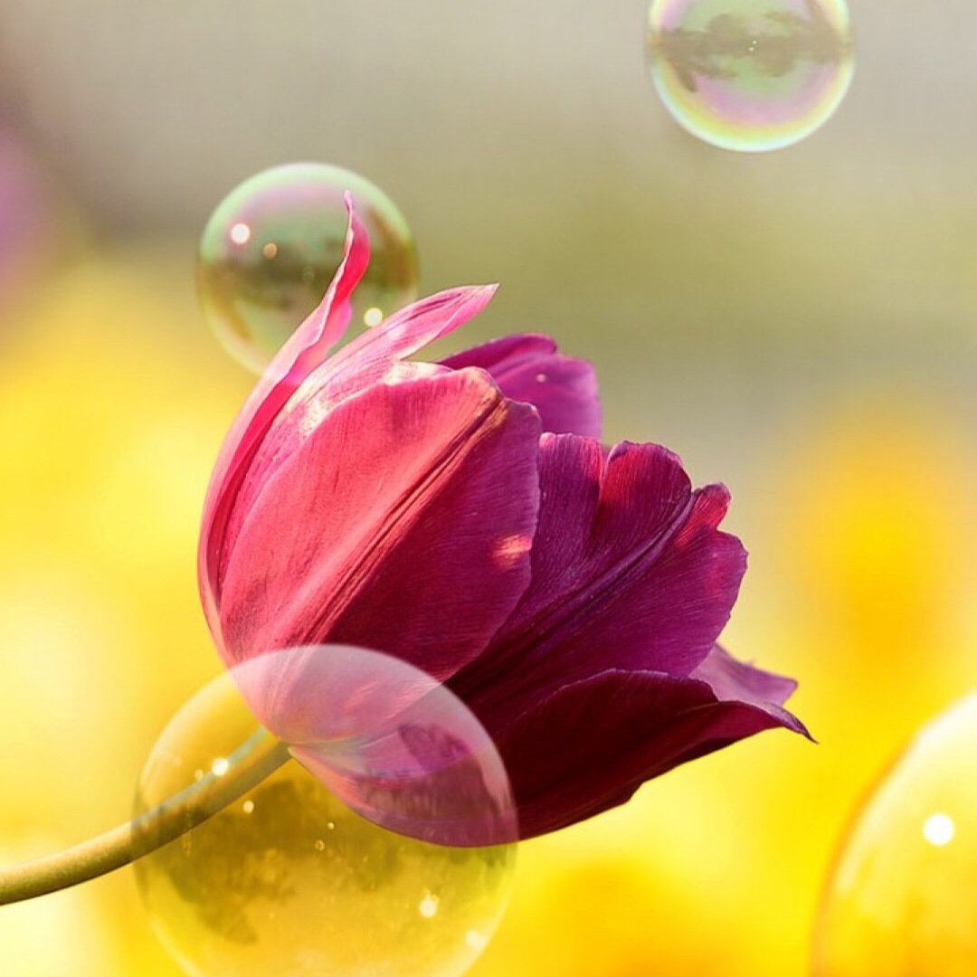 芙蓉私语