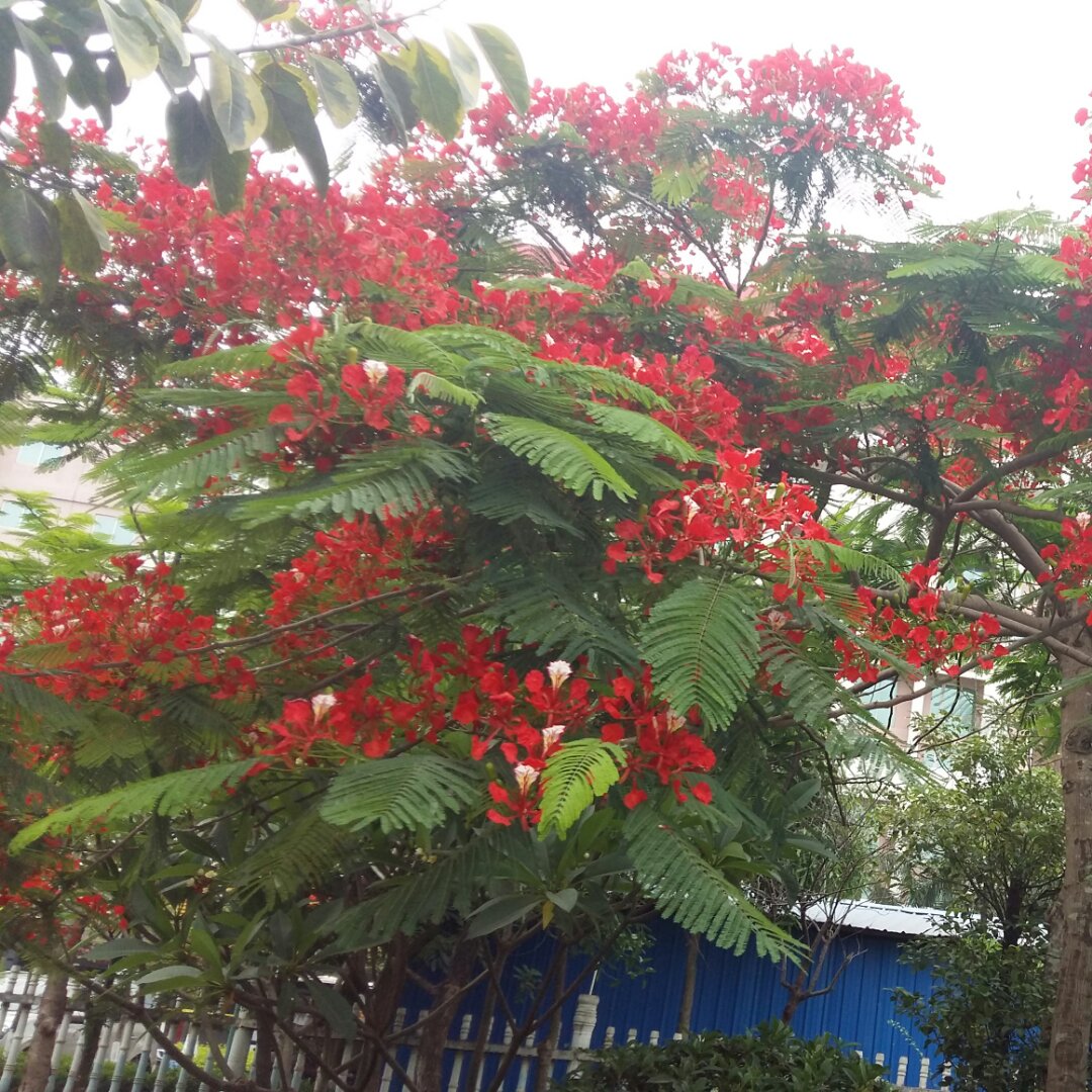 手机用户8031_dv41