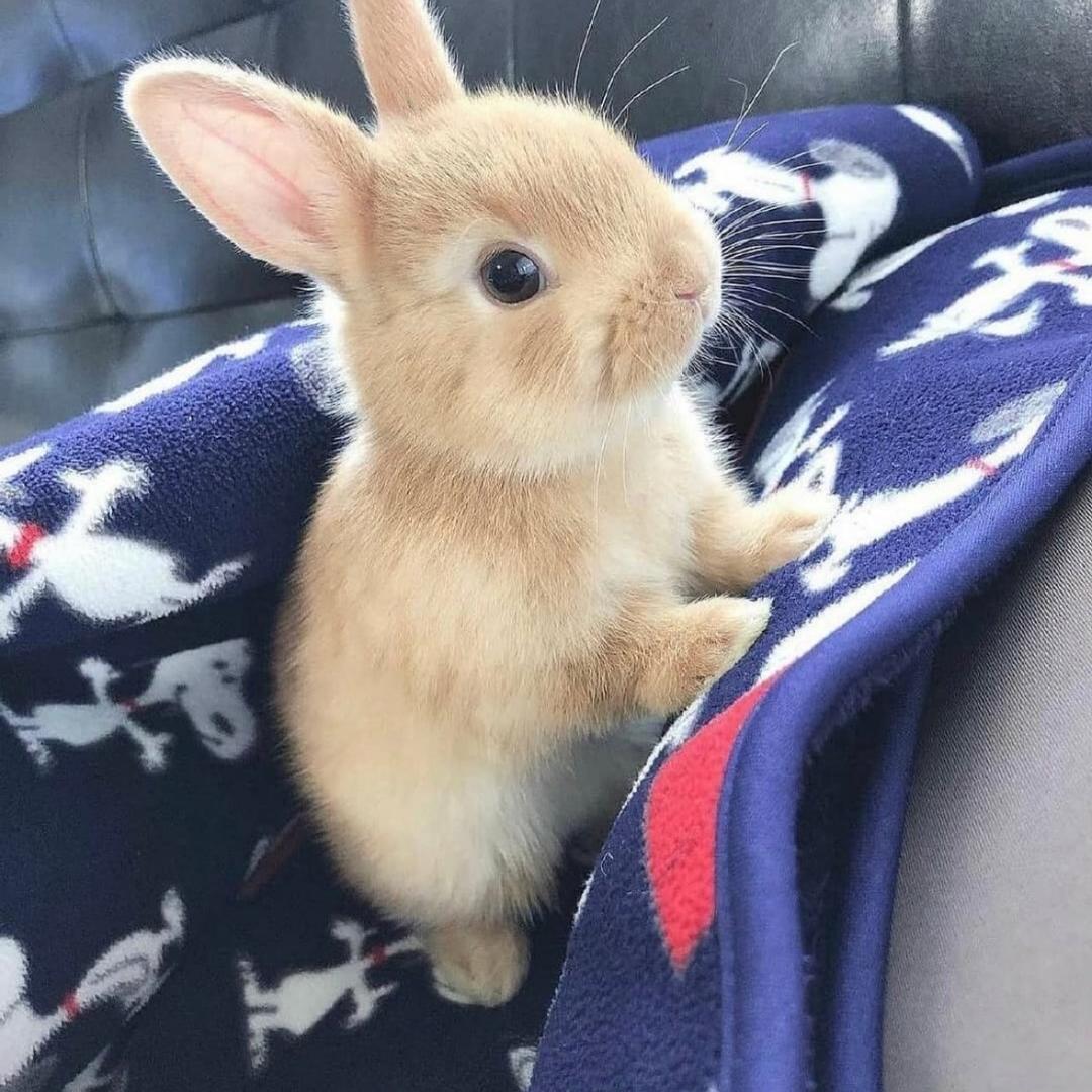 上火的白面馒头