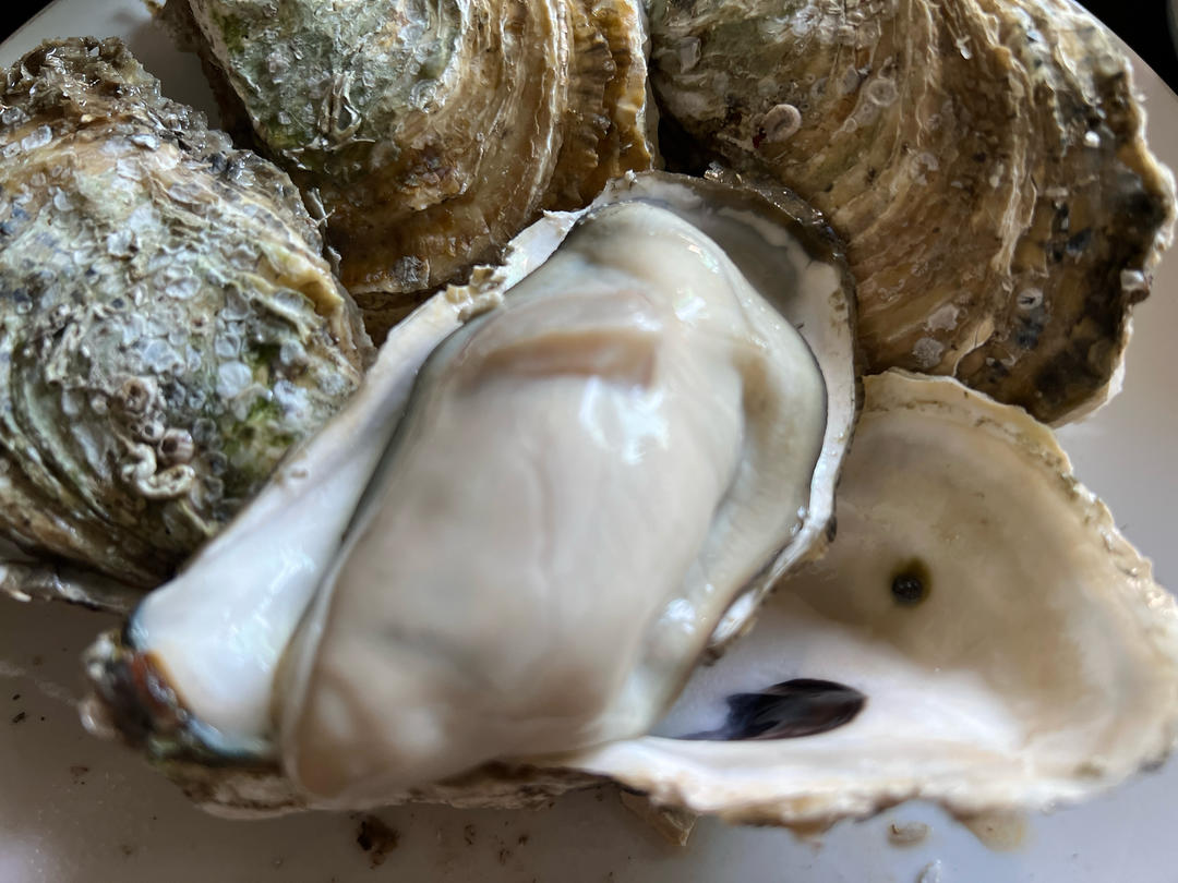鲜嫩爆汁蚝气十足丨简单蒸生蚝