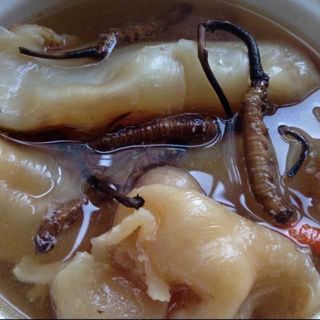 冬虫草炖乳鸽