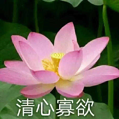 清心寡欲的波吉