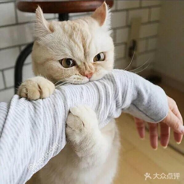 泡泡美酱