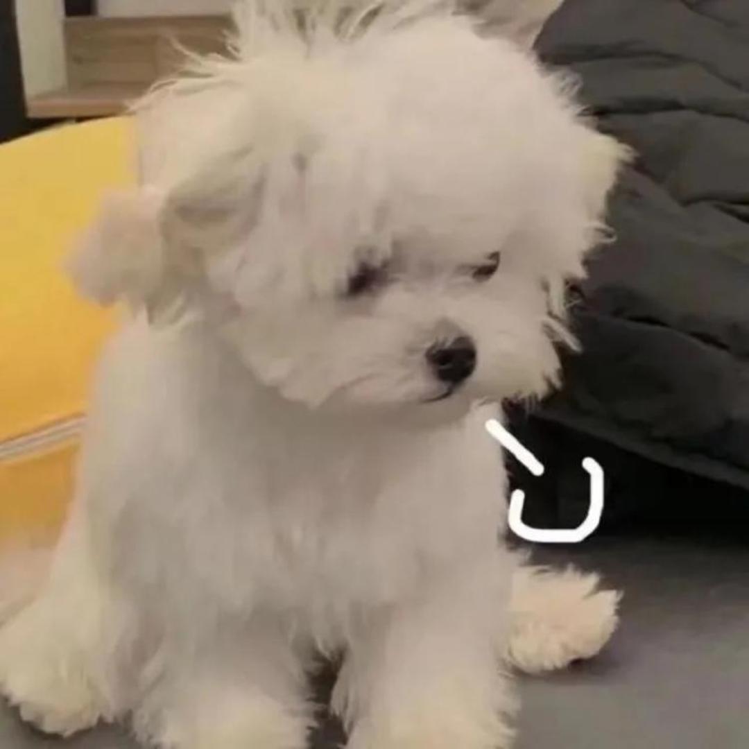 邵裴依