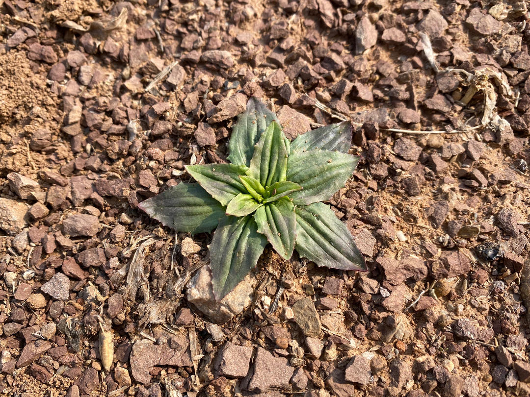 新鲜上市的野菜