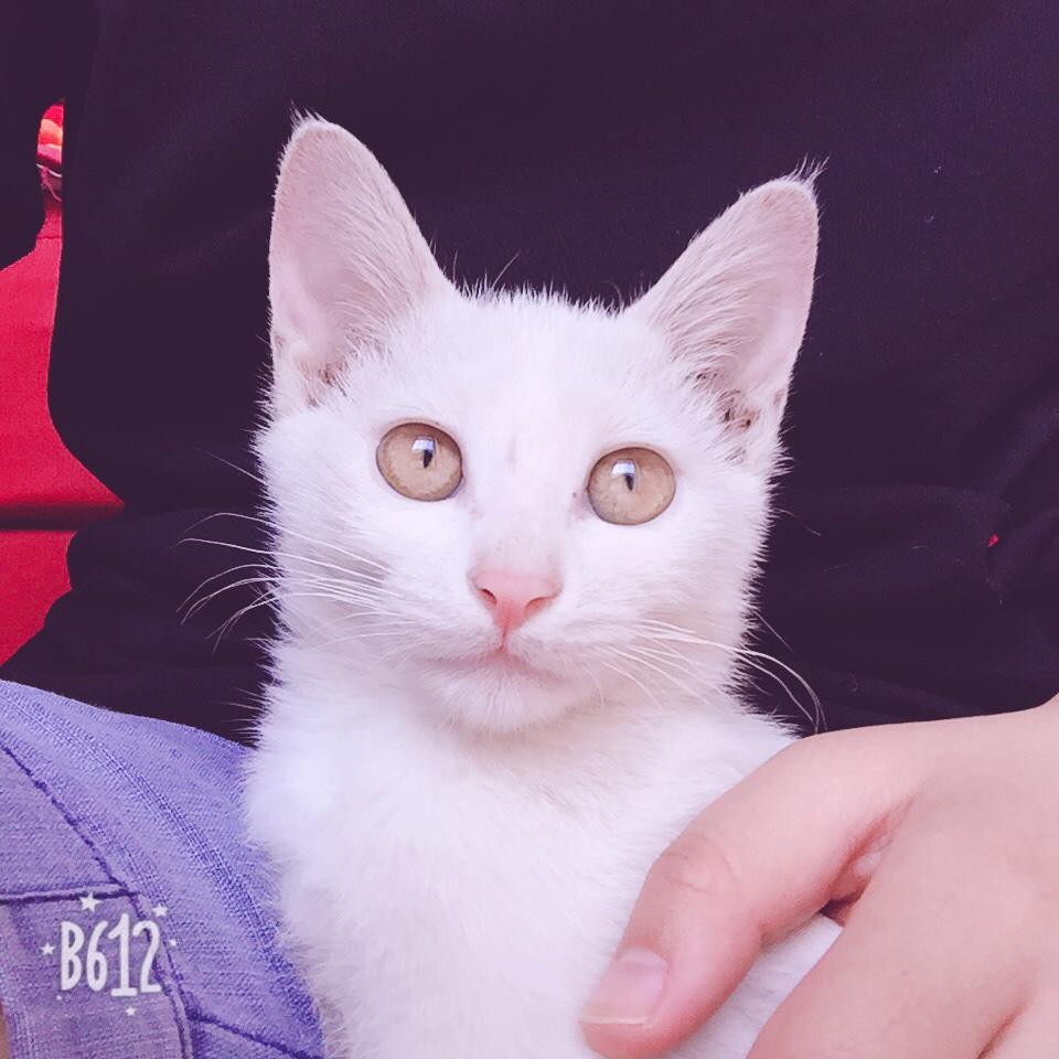 白嘞