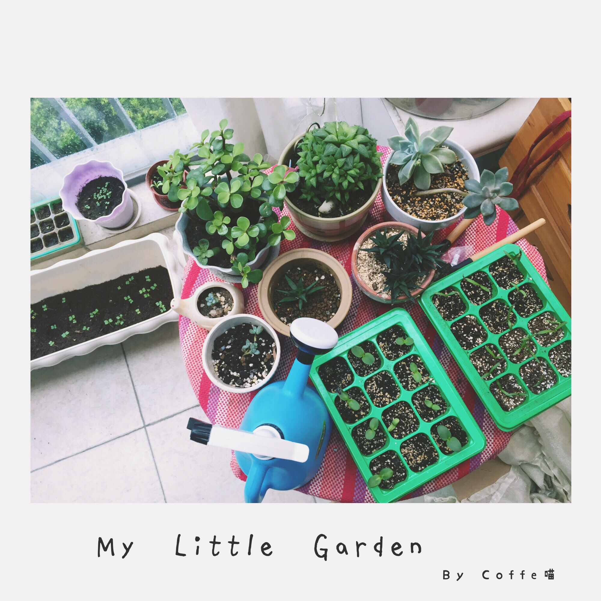 2016.Spring.My Little Garden