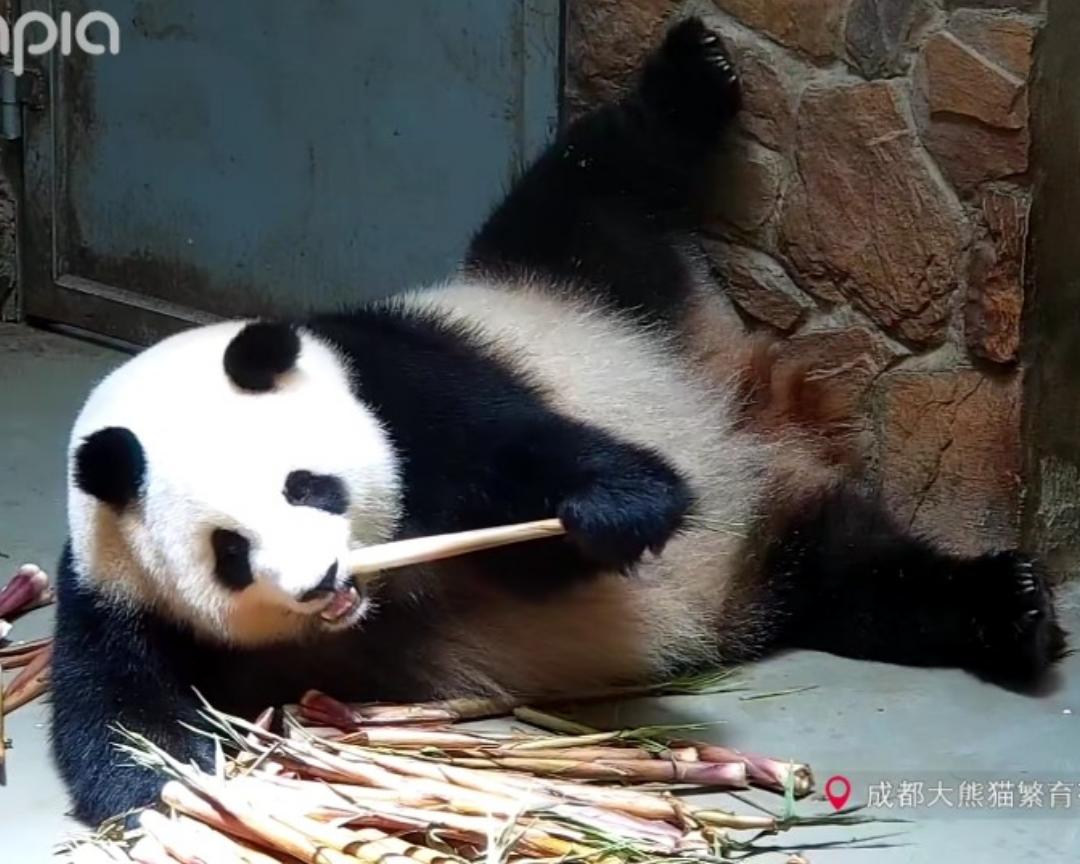 叶儿粑