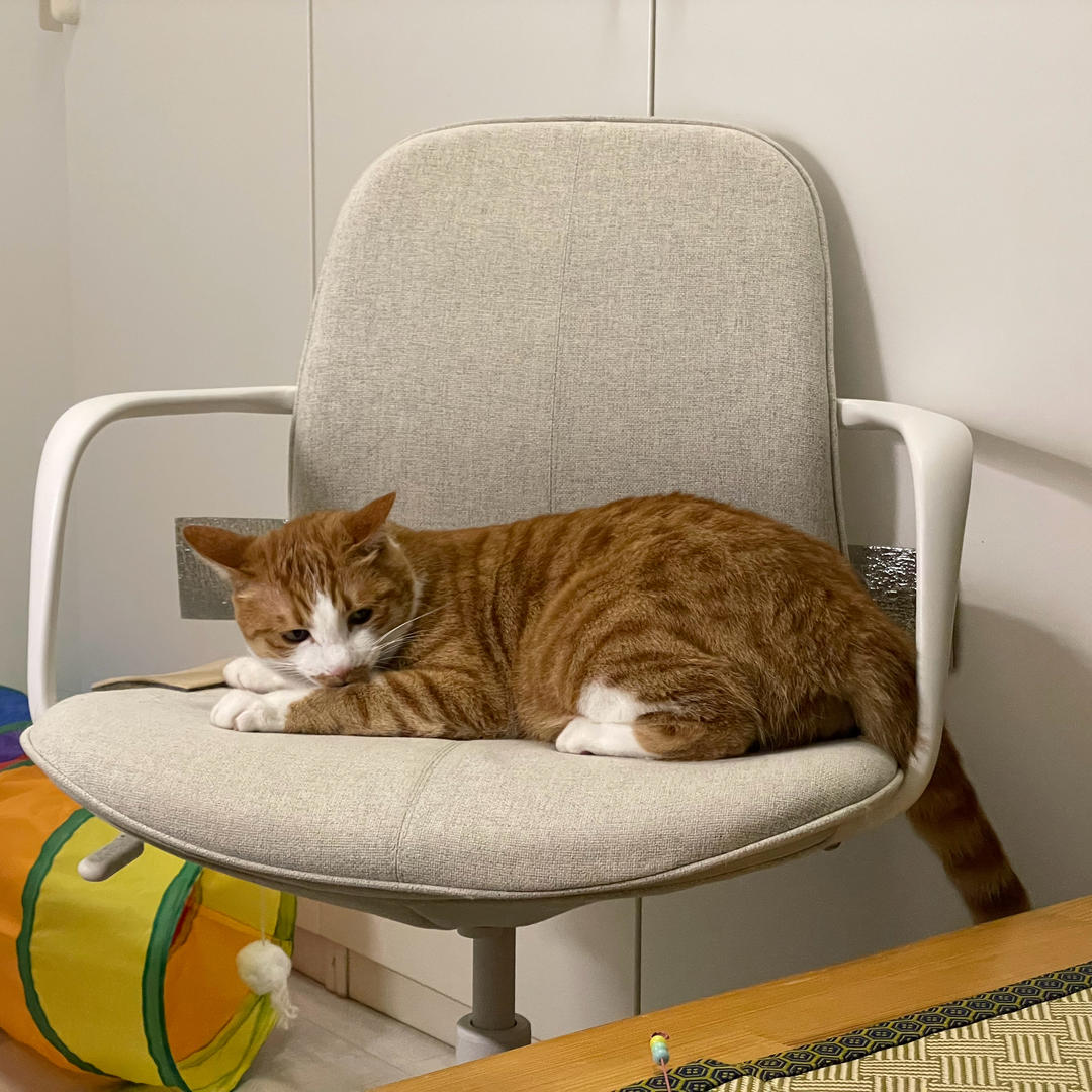 小黄大王的仆人