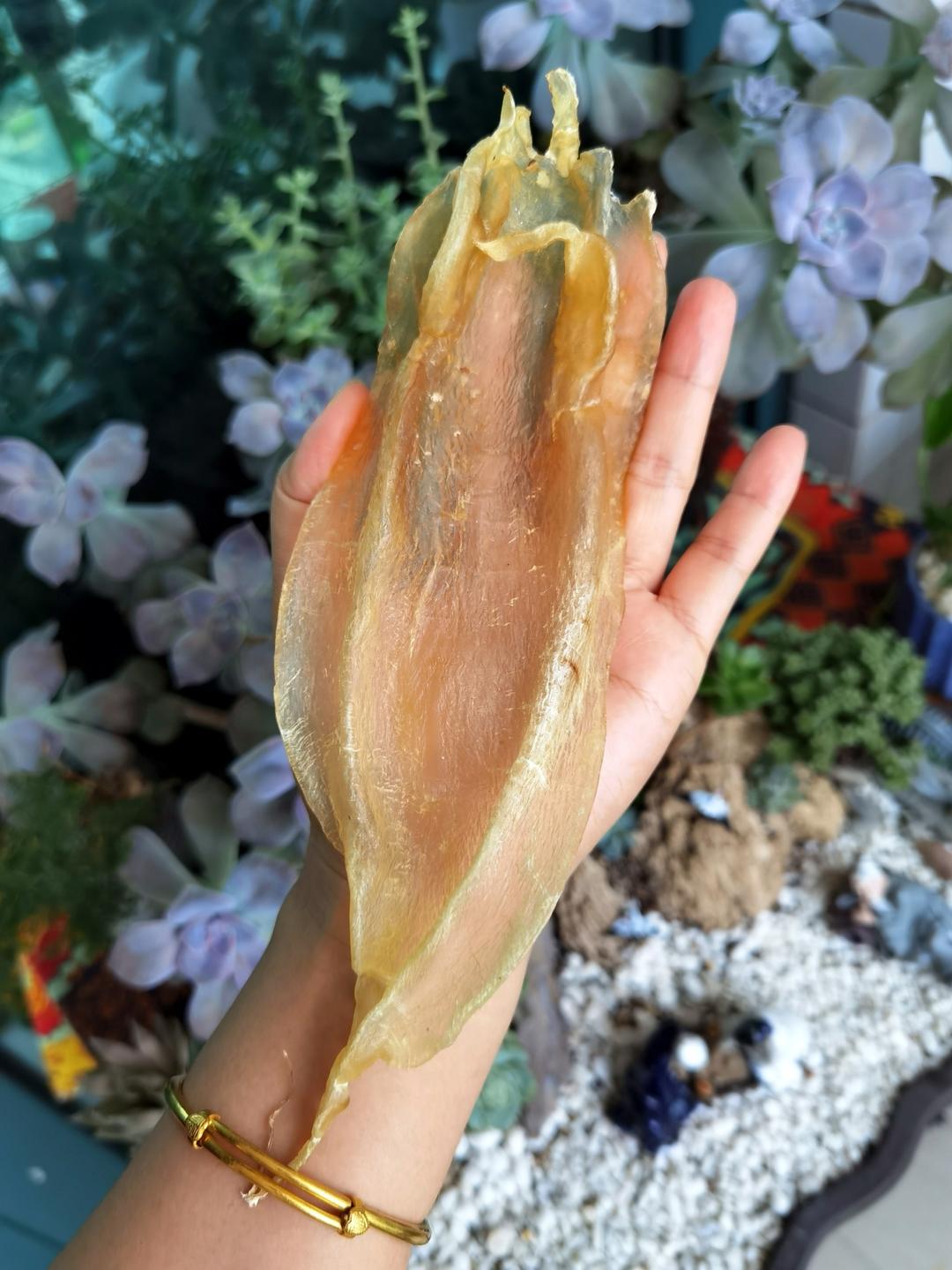 花胶的泡发方法