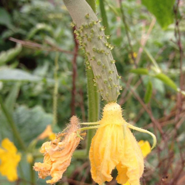 午餐•2014年8月17日
