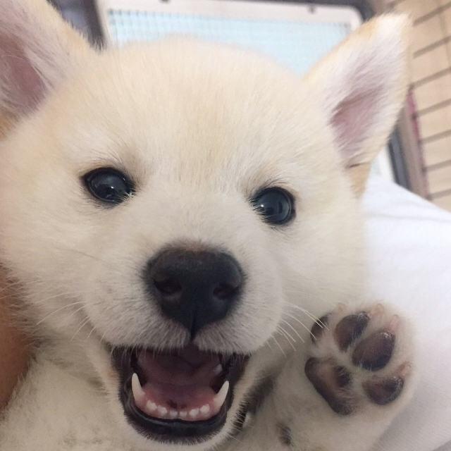 今天也有努力减脂