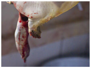 冰糖甲鱼--宁波十大传统名菜之一的做法 步骤3