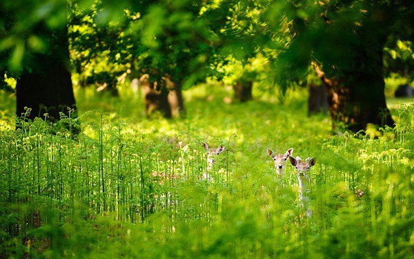 deerzq