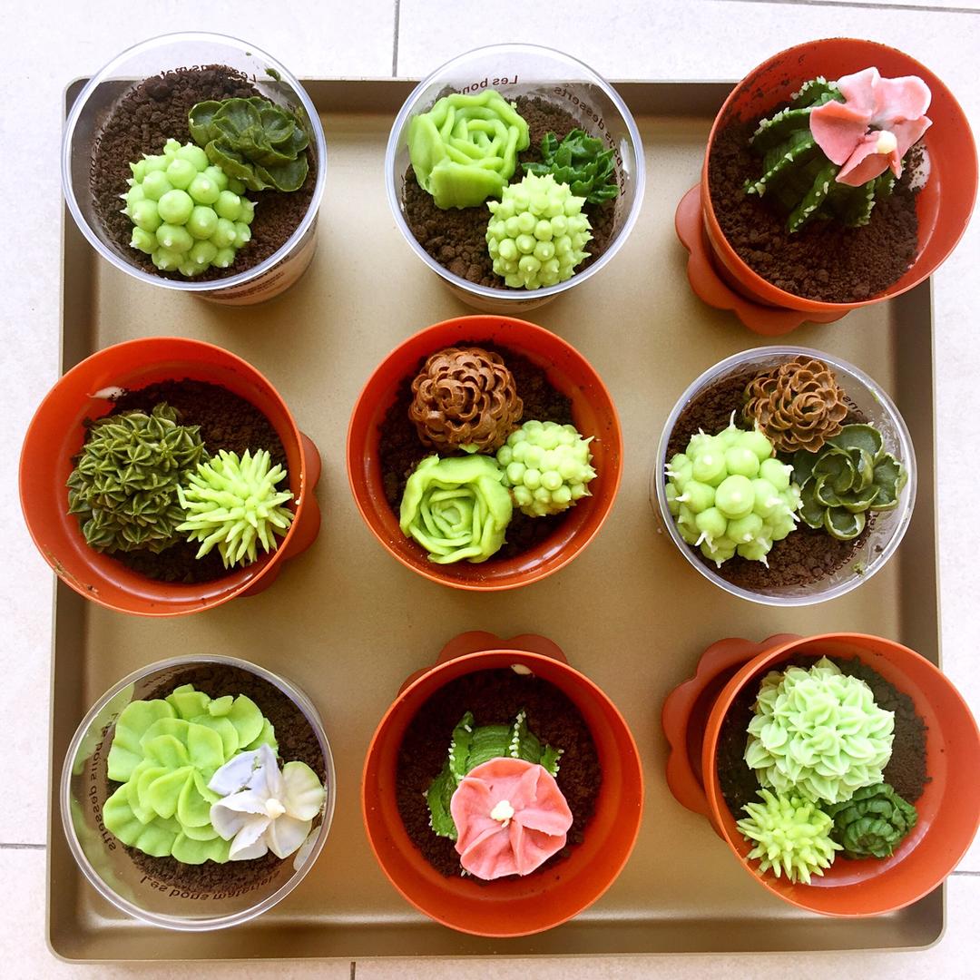 多肉植物花盆