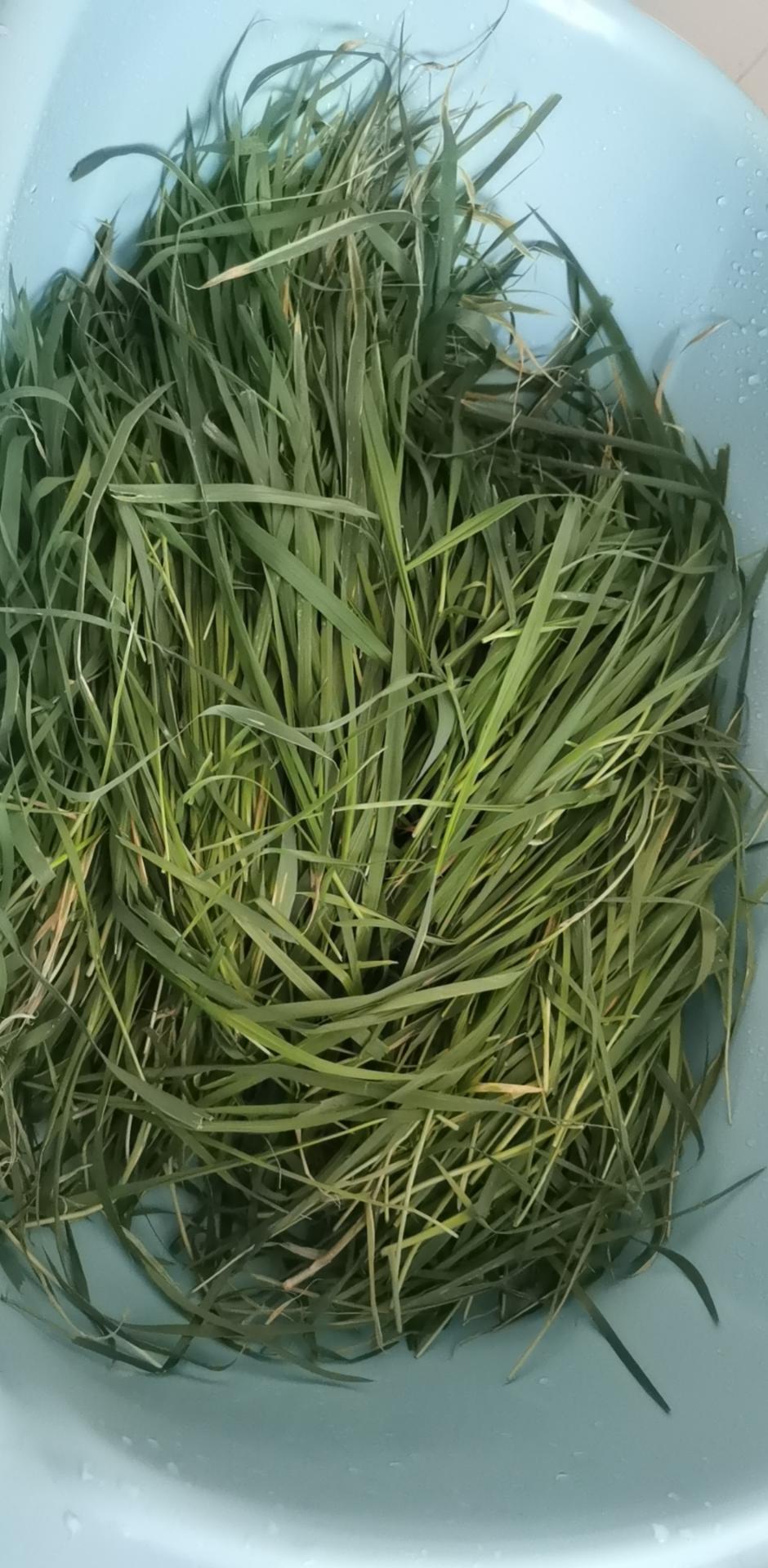 青团～绛麦汁青团～春天的味道～更新麦青汁/绛麦草汁的制作及固色方法