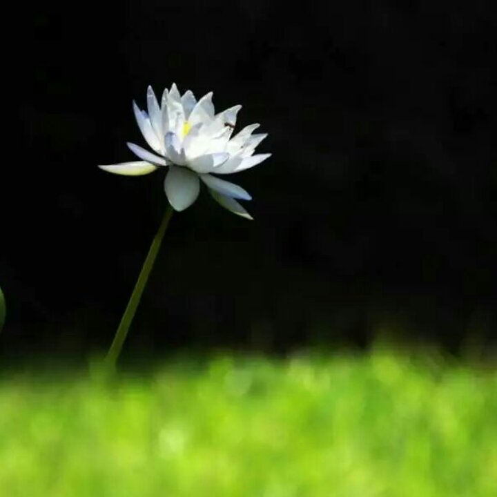 芝芯恋厨