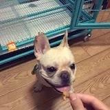 夏彤彤