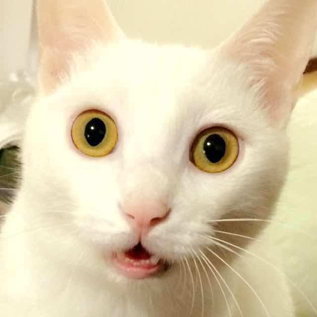 Lionnie~๑•́ωก̀๑