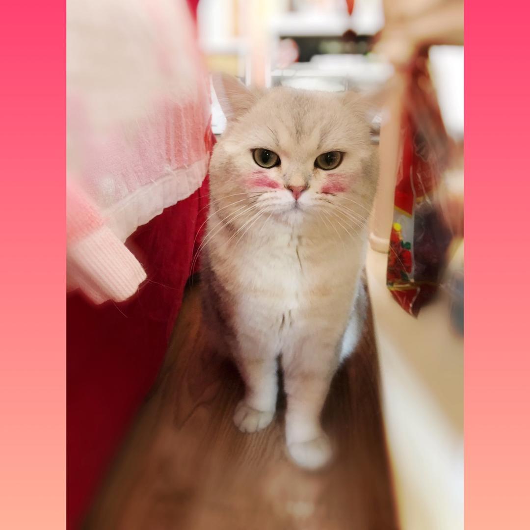 卢晓黎V