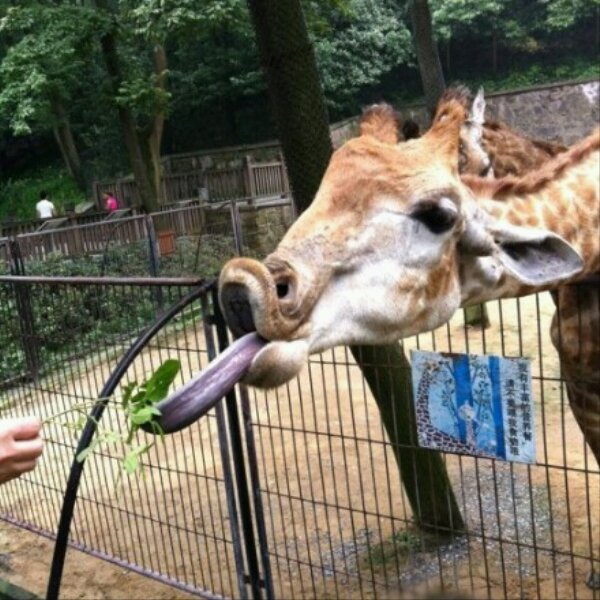 每日一乐。