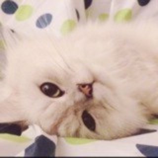 CatCatRine