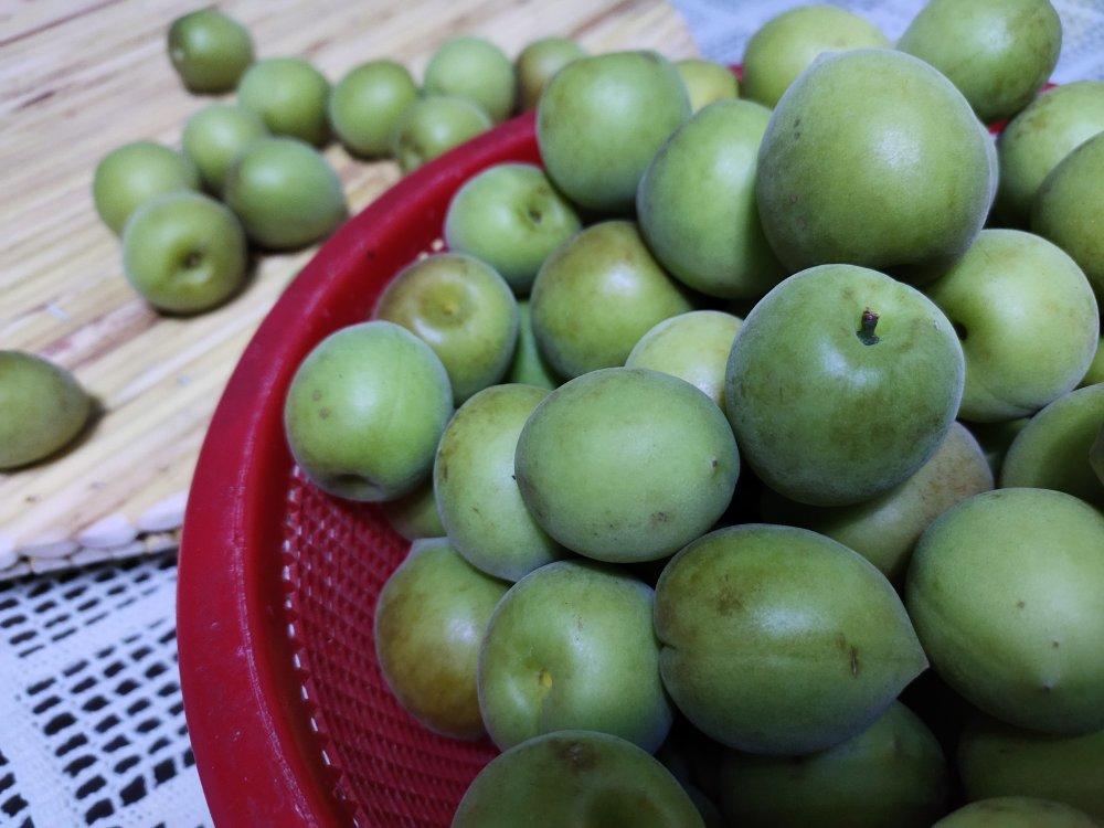 【青梅酒】梅子的沉醉时光（已填坑）