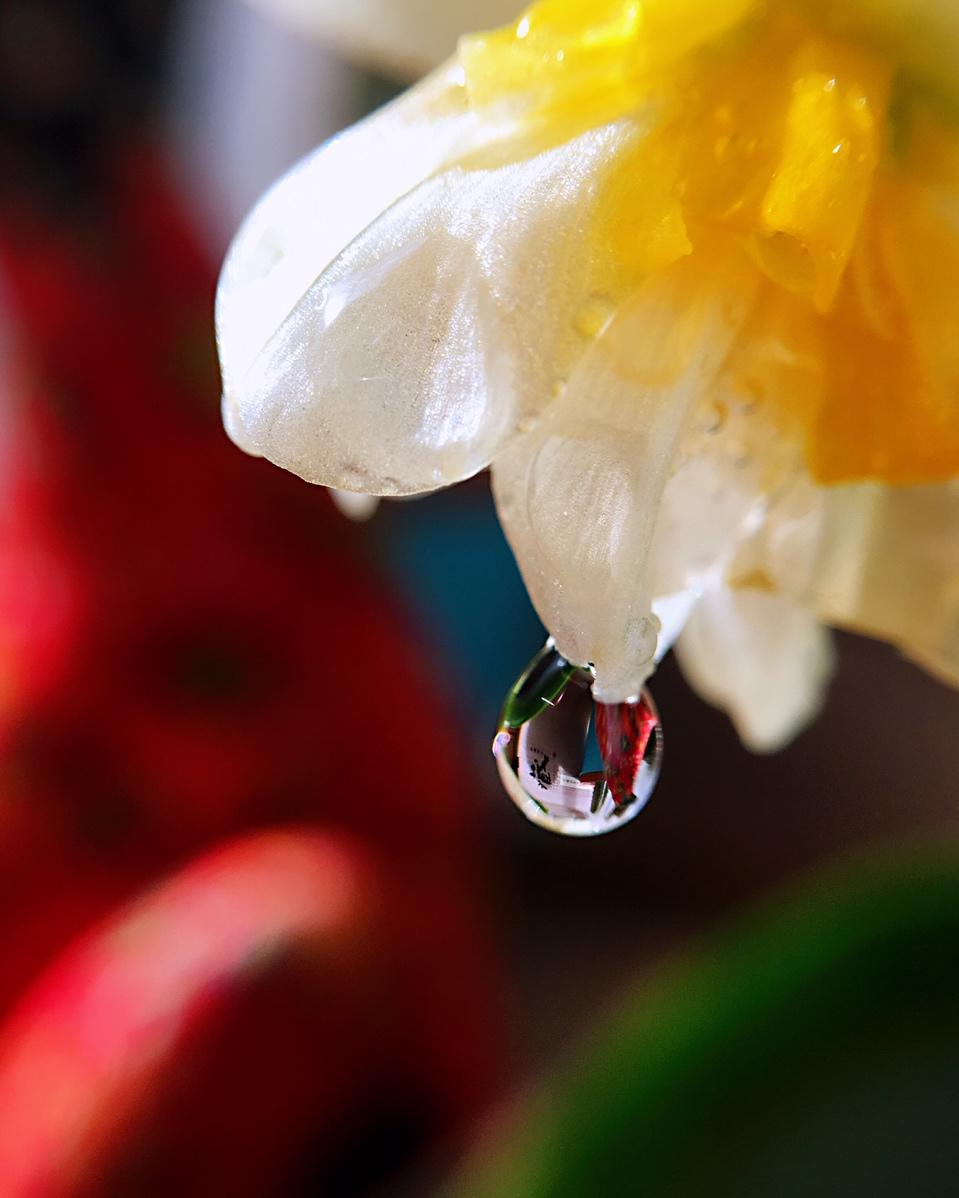 水仙花开 秀色可餐