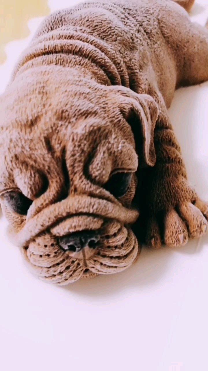 【视频】超萌！沙皮狗巧克力慕斯蛋糕