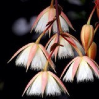 紫色曼陀罗-3