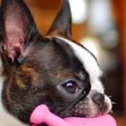 诺德曼青足鹬_k3iu