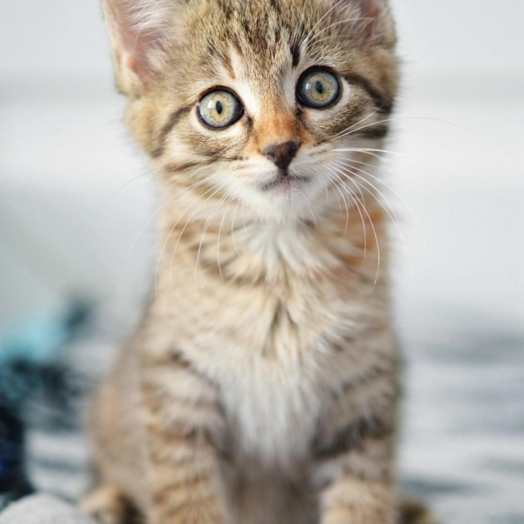 不减肥的李梅梅