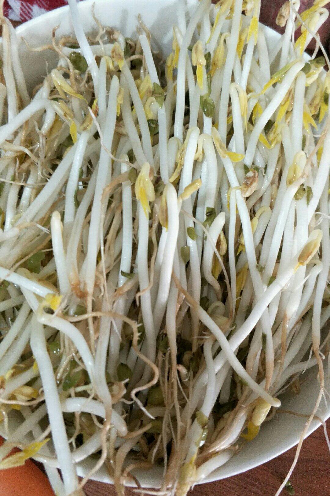 自发豆芽（可乐瓶发豆芽0失败！）
