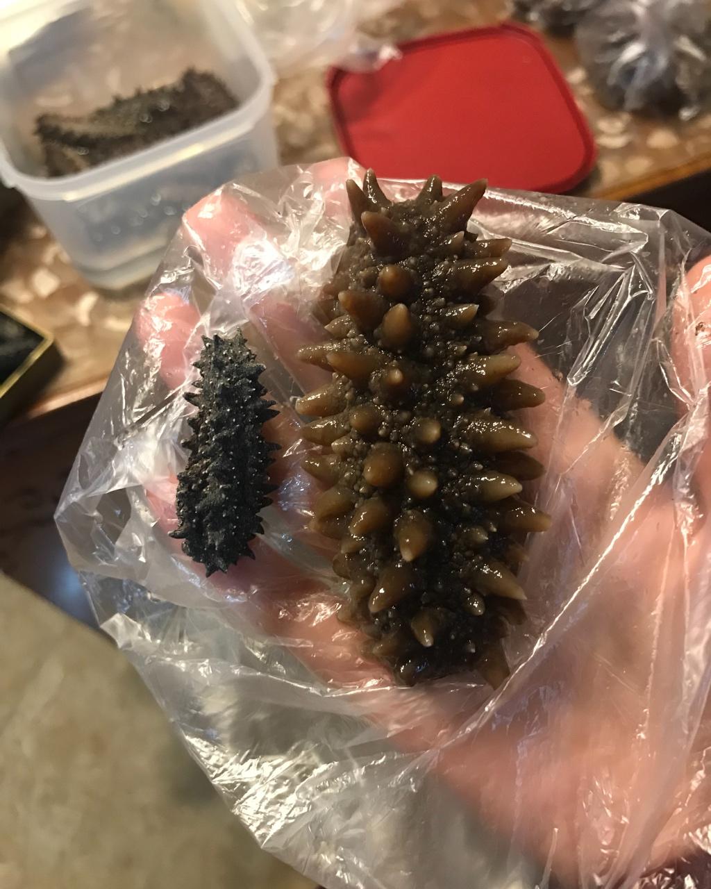 海参泡发攻略