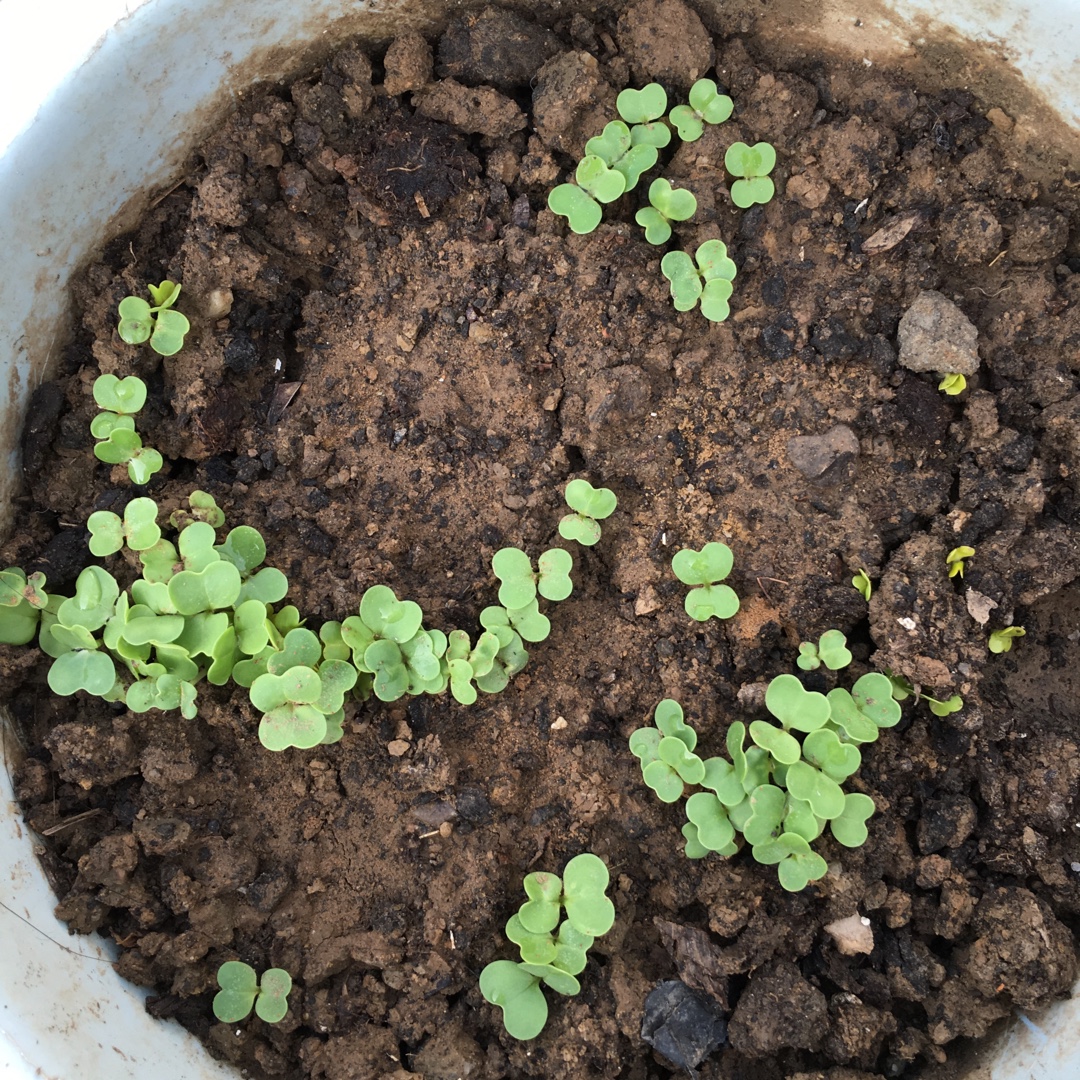 茗儿小厨做的早餐612016年8月18日