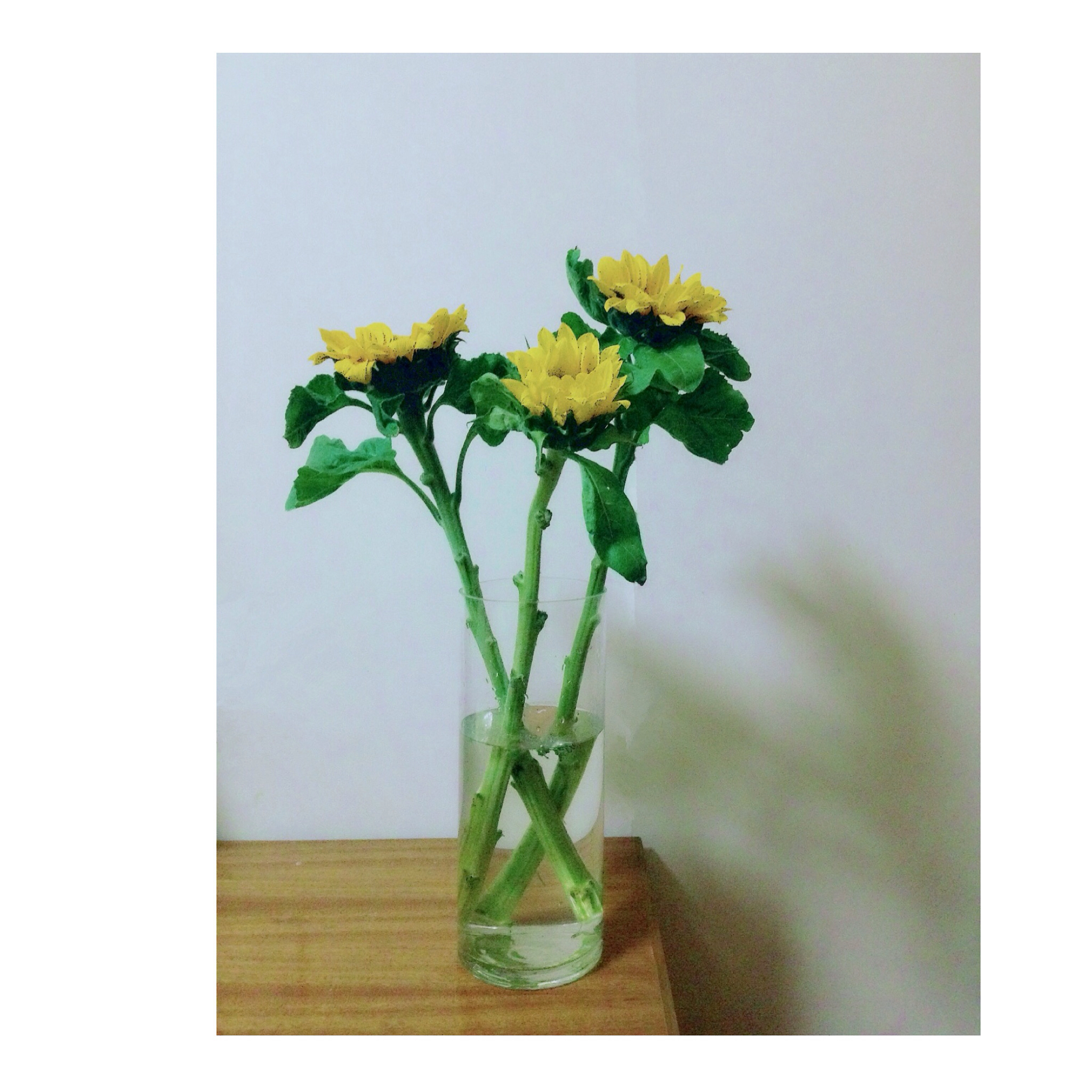 我的心里，种了一株向日葵。