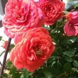 我行我素小岚子