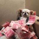 Bella呀