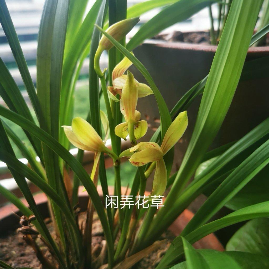 食花系 || 酥脆南瓜花