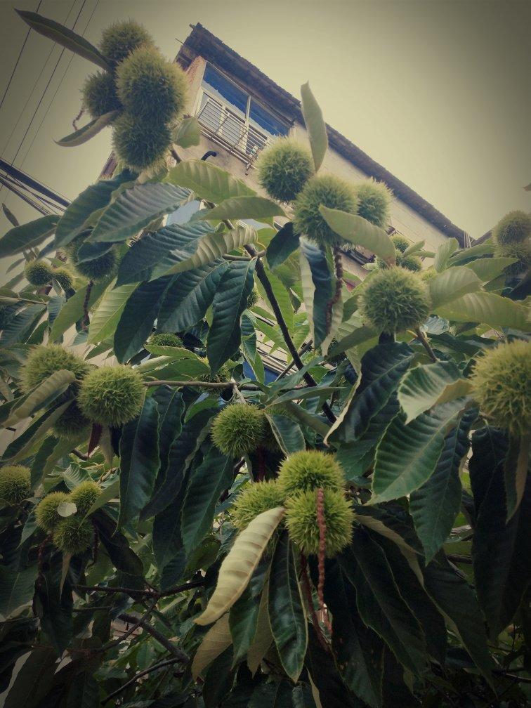 分享作品 晚餐2018年8月9日 #晚餐2018年8月9日#老小区竞然有棵板栗树