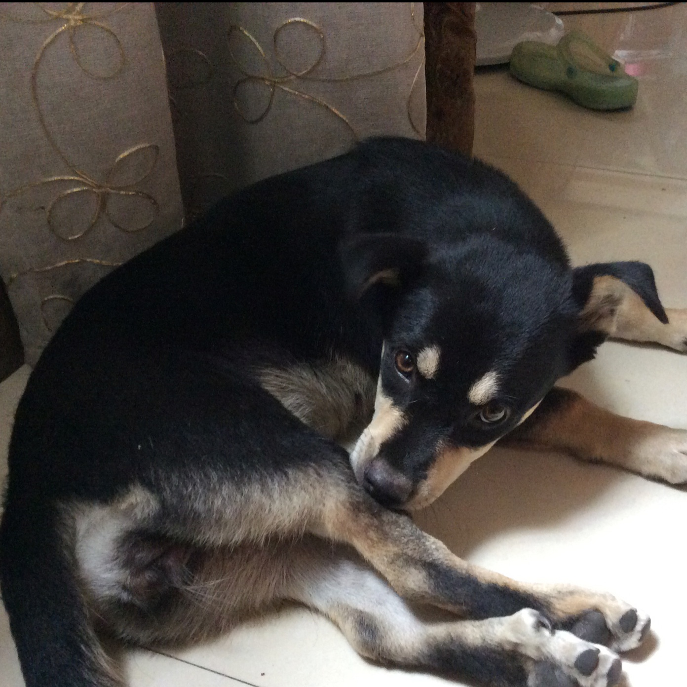 家有俩阿汪