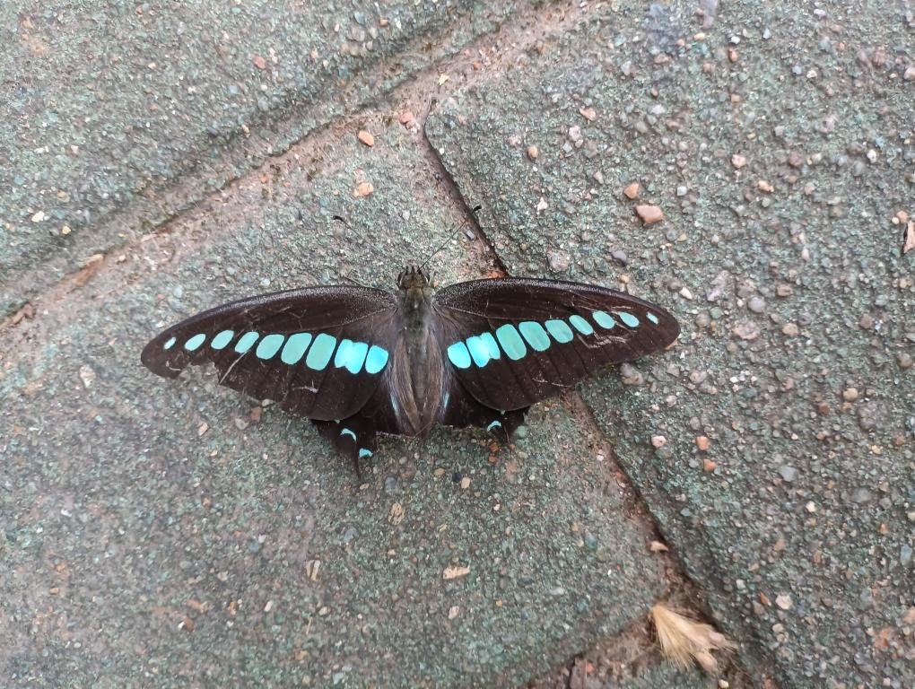 辣子油（油泼辣子）