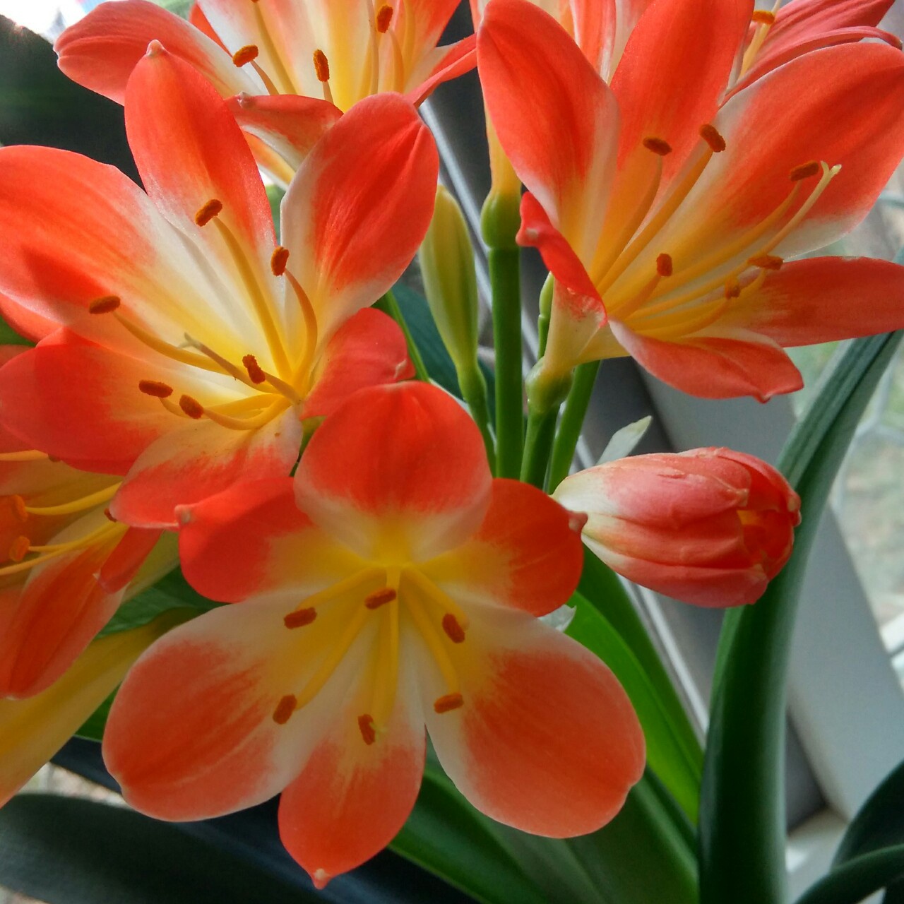 爱吃小厨～牛牛