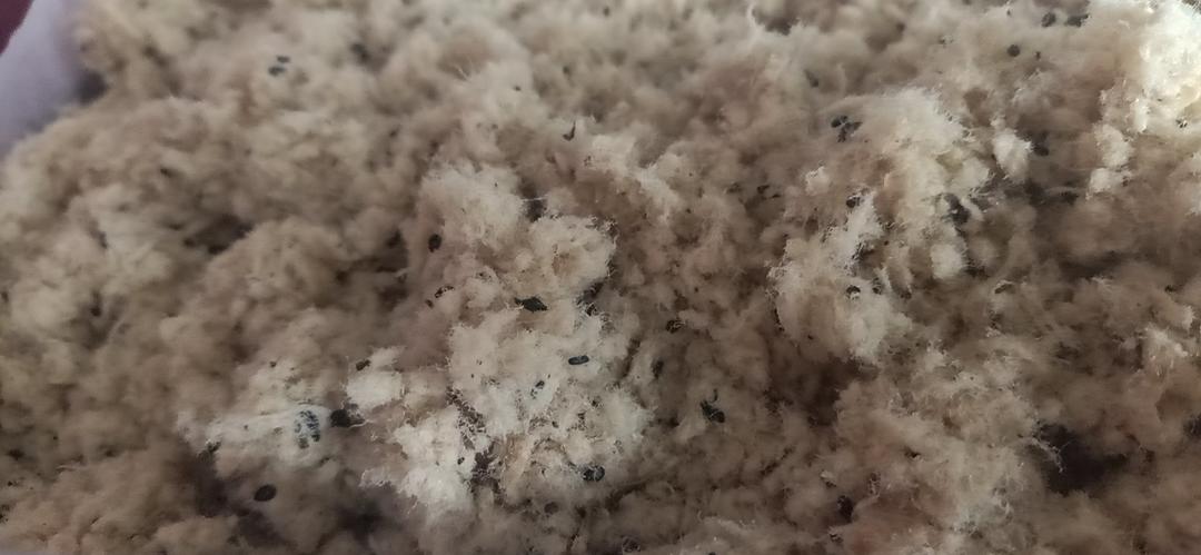 东菱面包机做肉松