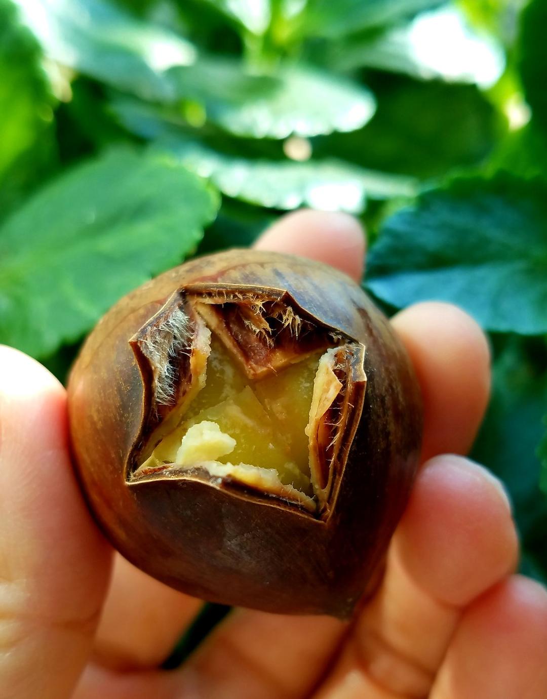 好吃不腻的🌰烧板栗🌷附带板栗的挑选及巧剥板栗皮👍