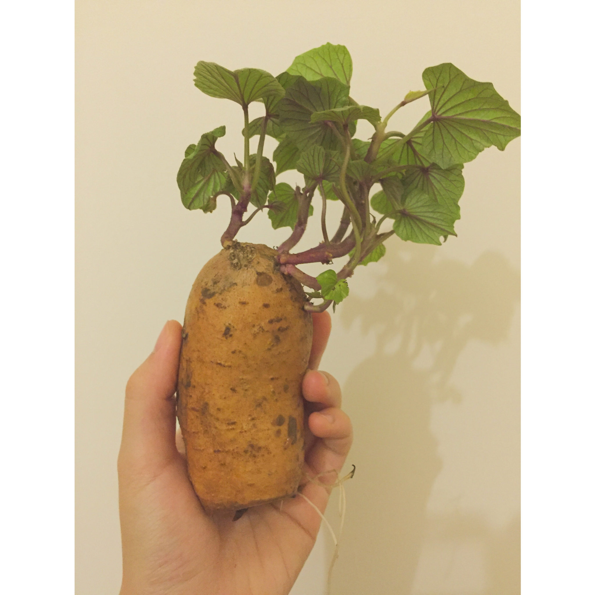一个番薯发芽来