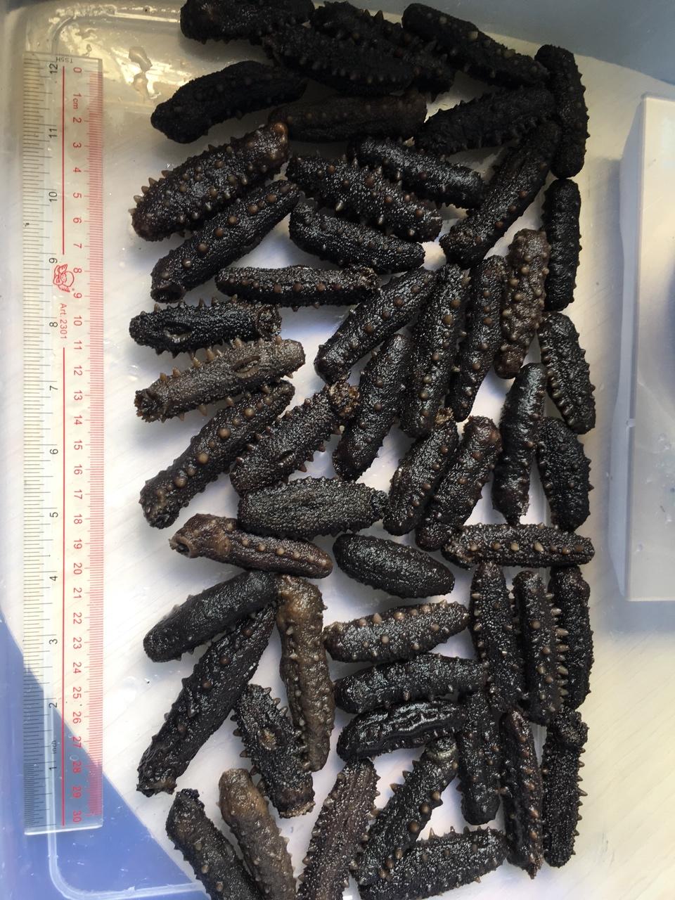 海参泡发•（新手学得会）